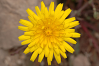 Reichardia picroides